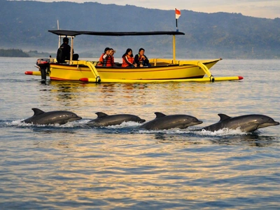 Bali Dolphin Tours Packages